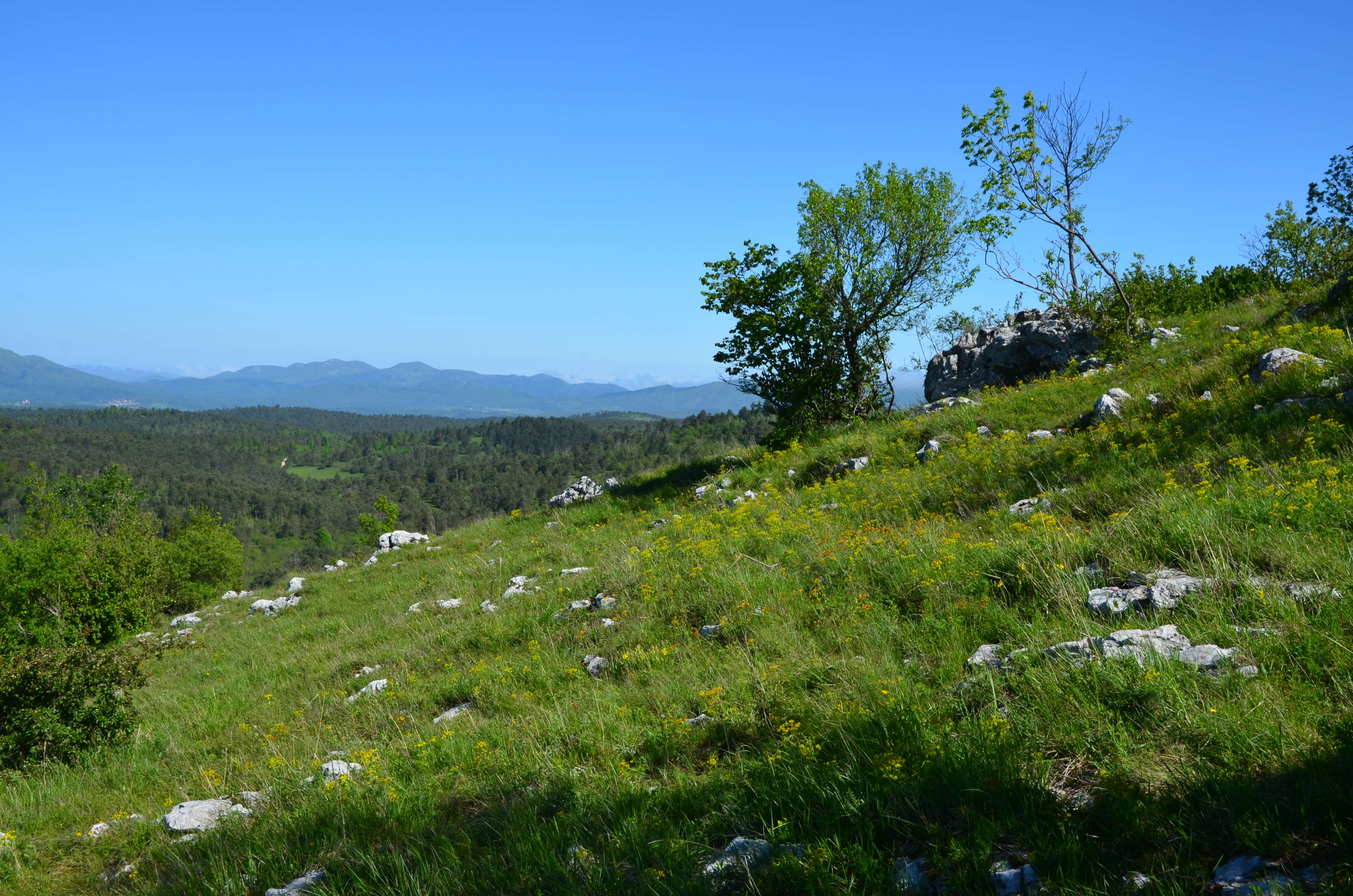 pašnik