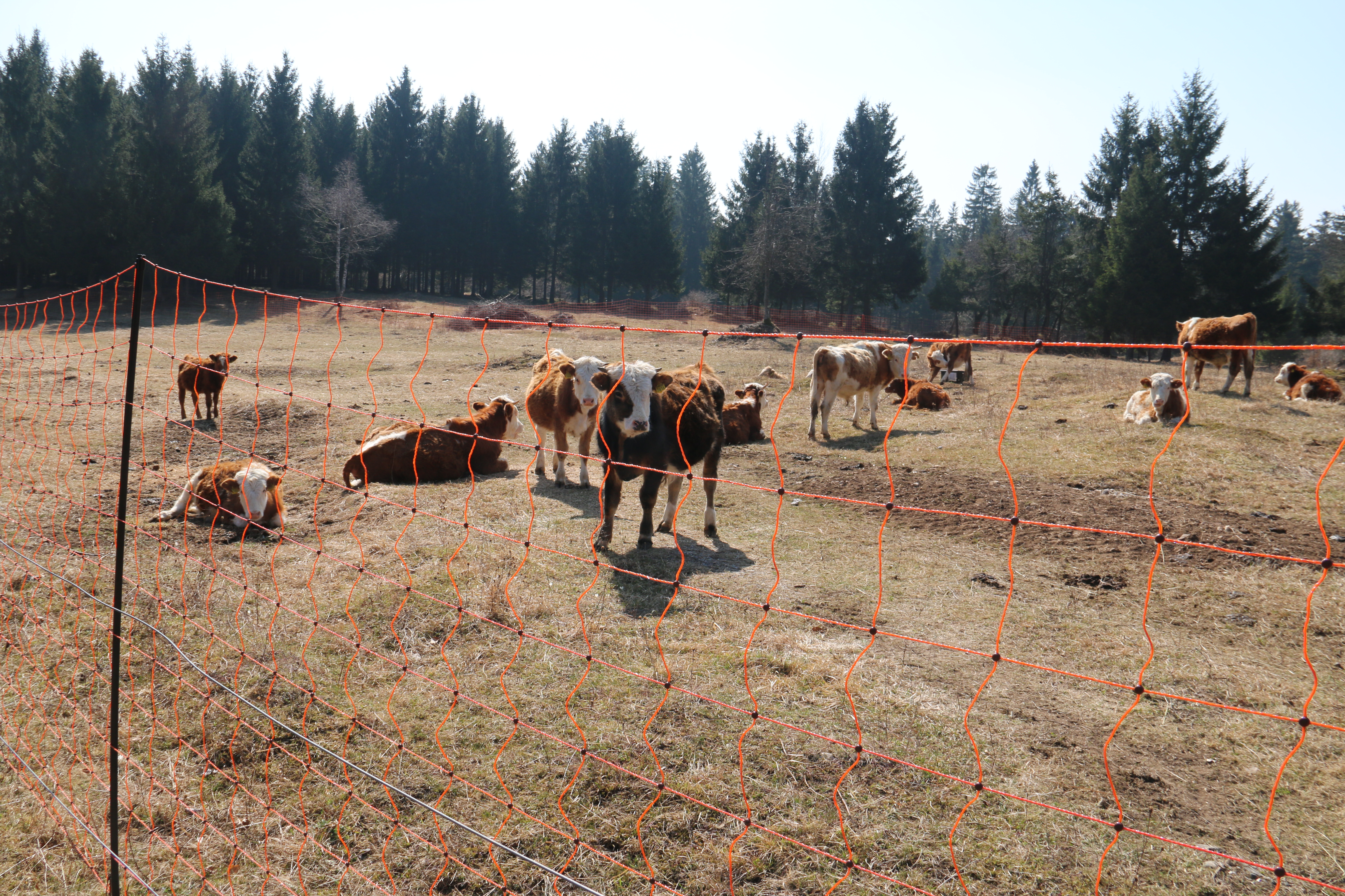 Poziv za sodelovanje z govedorejskimi ali konjerejskimi kmetijami, ki želijo svoje živali zaščititi pred napadi velikih zveri